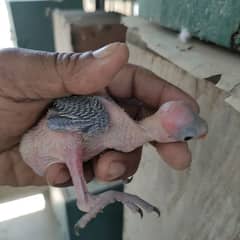 Green Ringneck chick