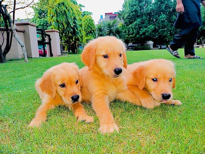 Golden Retriever pedigree puppies (TOP SHOW QUAILTY) 7