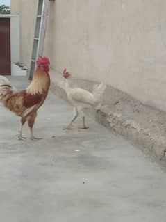 Desi Cock & Hen. 0