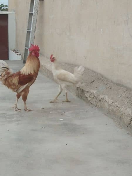 Desi Cock & Hen. 0