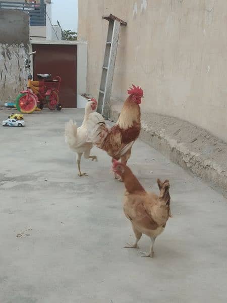 Desi Cock & Hen. 1
