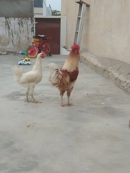 Desi Cock & Hen. 2