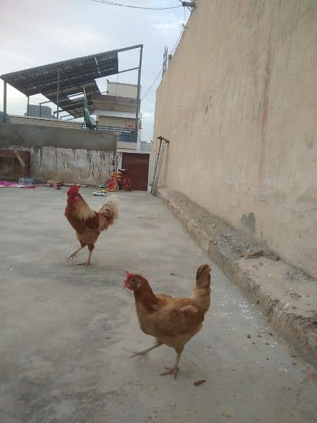 Desi Cock & Hen. 6