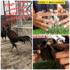 thigh pakoya chicks forsale 1 month age