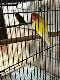 lovebirds for sale different colours and mutations 0