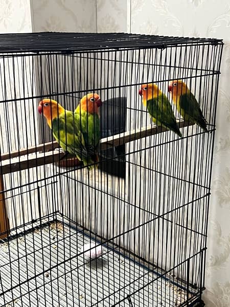 lovebirds for sale different colours and mutations 1