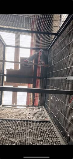 African Gray Bounded Pair / parrot for sale