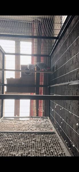 African Gray Bounded Pair / parrot for sale 1