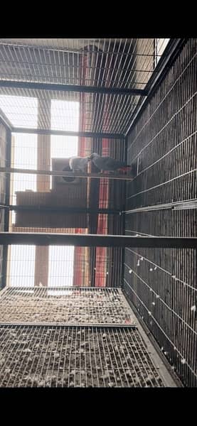 African Gray Bounded Pair / parrot for sale 2