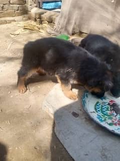 long cort gsd femle papy for sale