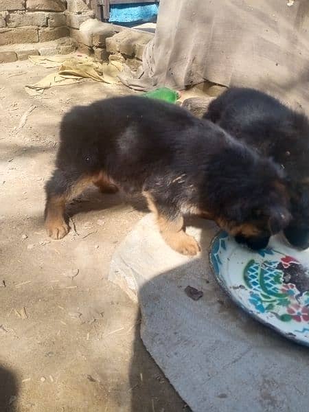 long cort gsd femle papy for sale 0