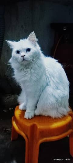 Persian breed Male for Sale 0