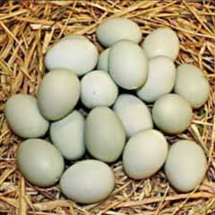 fertile eggs small duck location khushab 0