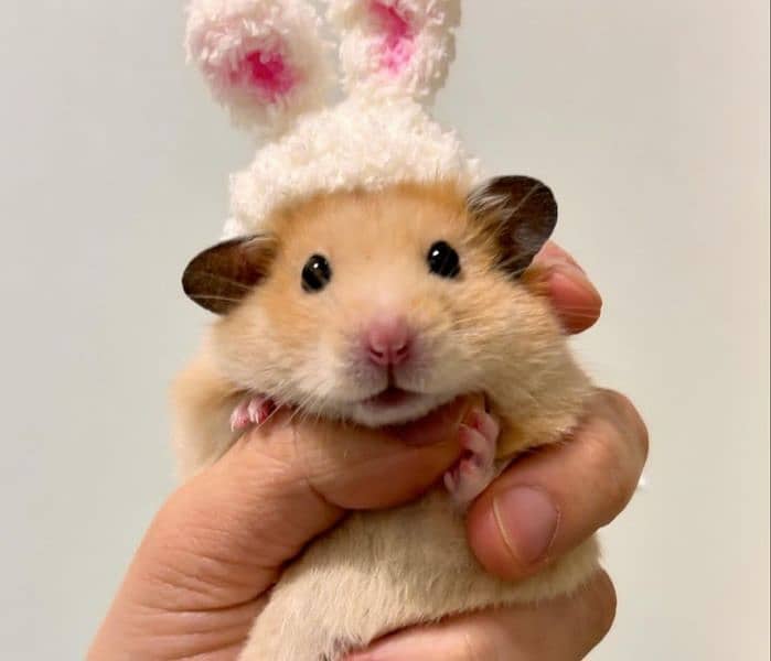 long fur hamster + babies 0