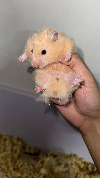 long fur hamster + babies 2