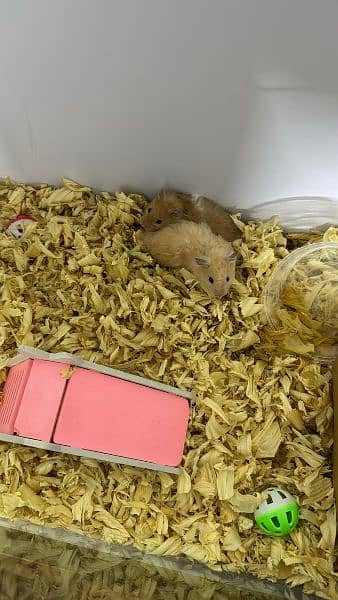 long fur hamster + babies 3