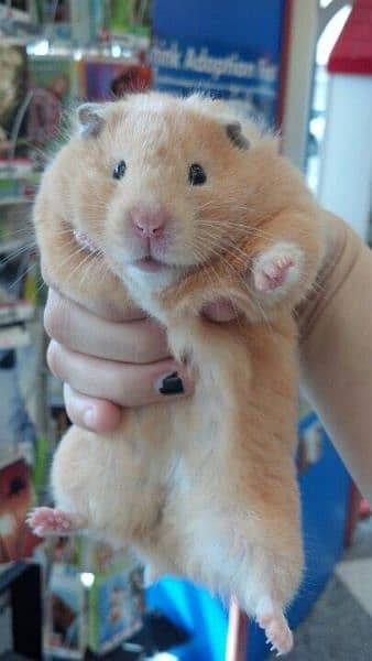 long fur hamster + babies 4