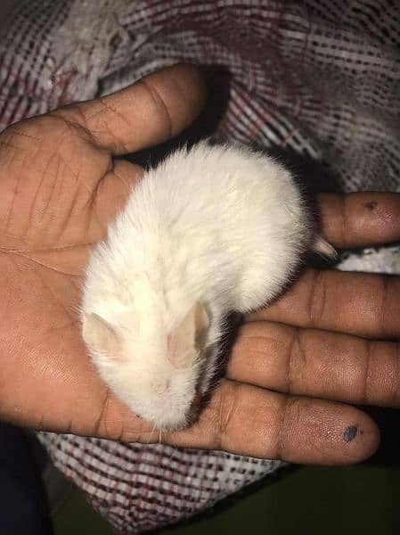 long fur hamster + babies 4