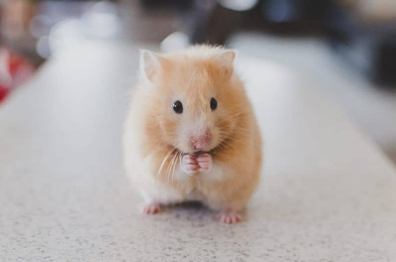 long fur hamster + babies 6