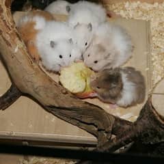 long fur hamster + babies