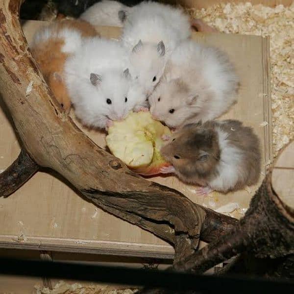 long fur hamster + babies 6