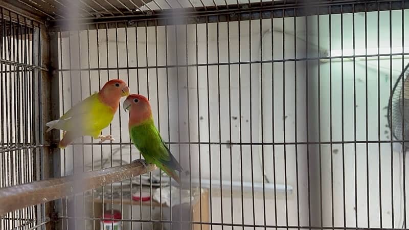 love bird breeder pair for sale 4