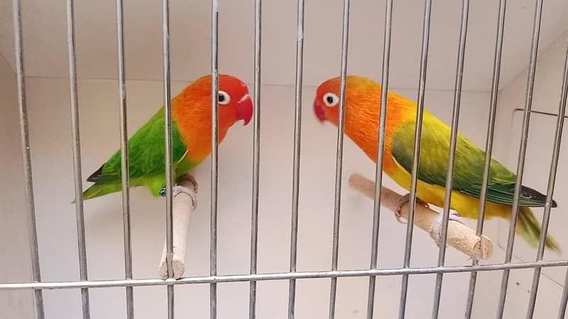 love bird breeder pair for sale 5