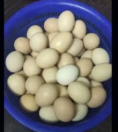 Pure Desi Eggs (Ghr KO pali hook eggs)