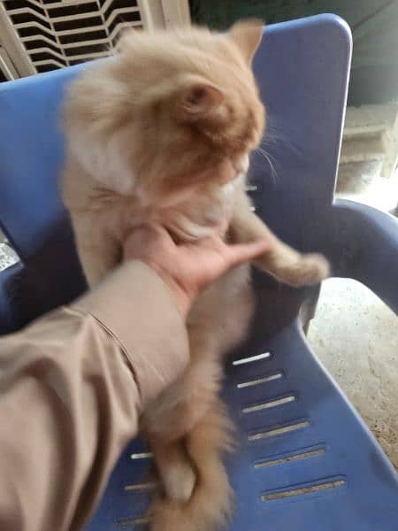 Persian cat brown triple coat poty trained with litr box and house 3