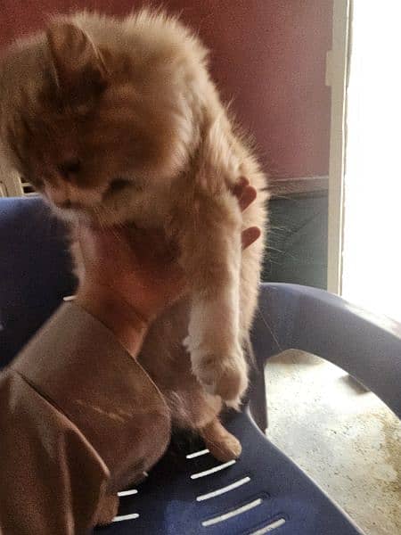 Persian cat brown triple coat poty trained with litr box and house 5