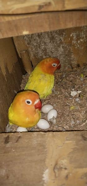 love bird ak pair hai ak male hai 03154214216 0