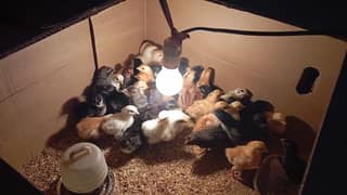 Australorp heritage chicks