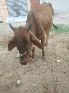 One cow sell whatsup no 03198895993 0