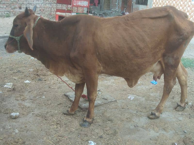 One cow sell whatsup no 03198895993 1