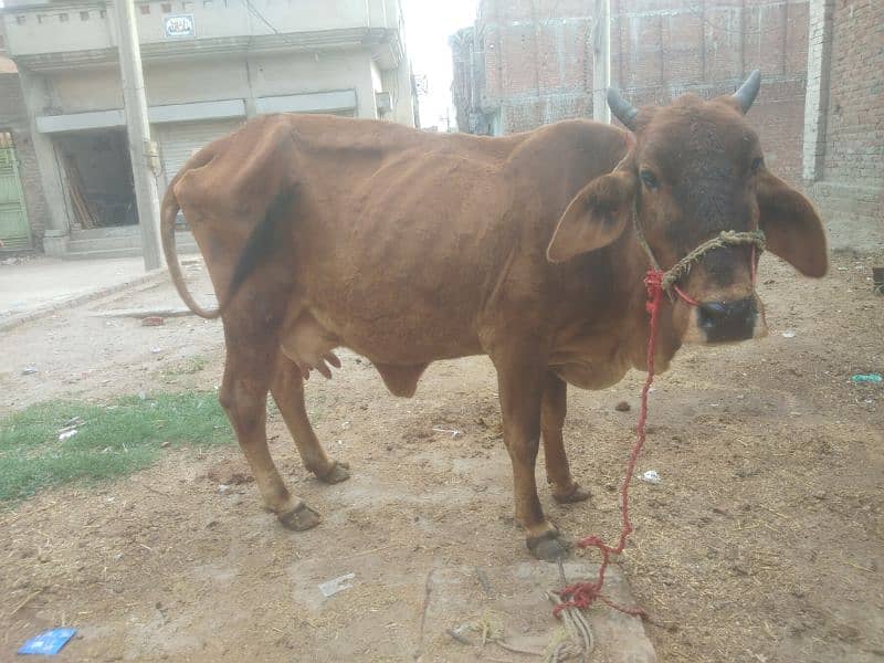One cow sell whatsup no 03198895993 2