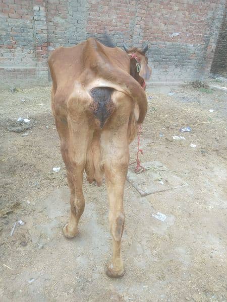 One cow sell whatsup no 03198895993 3