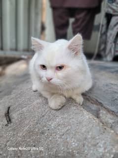 Persian cat male