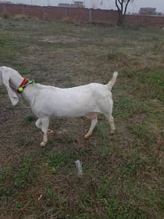 4dant rajanpur goat for sale