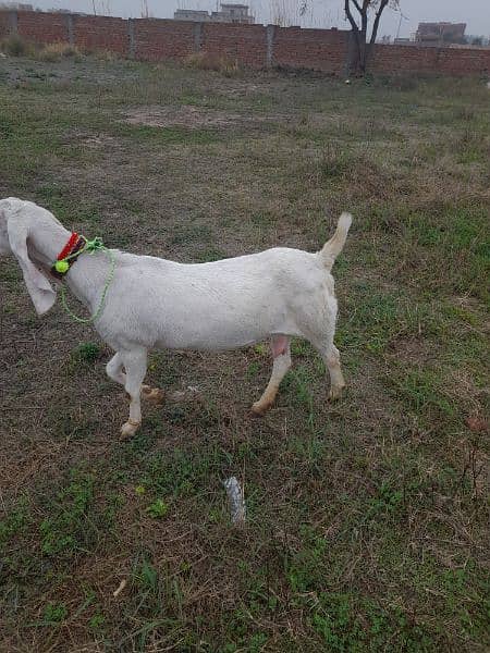 4dant rajanpur goat for sale 0