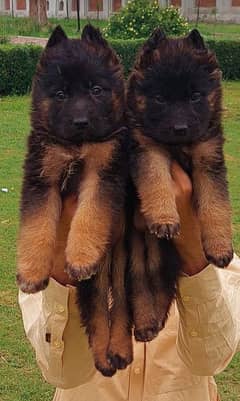 German shepherd Pair | Black Mask German shepherd Puppies For Sale