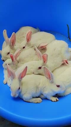 sell 20 rabbits 4 breader Baki bachy han lkin wo b big size ma.