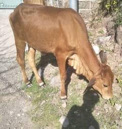 Cow of age 2.5 years for sale