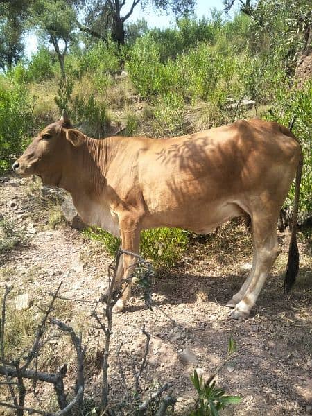 2 Brown Cows one of age 2.5 years and the other 4 years 1