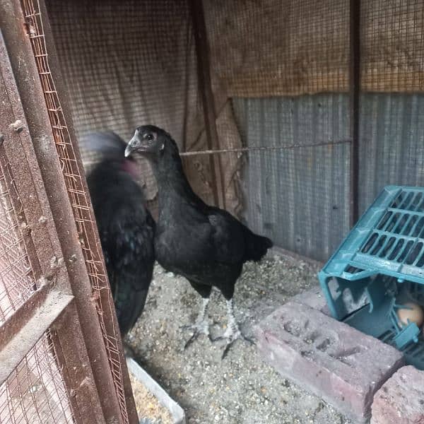 Grey tongue Ayam cemani breeder pair 2