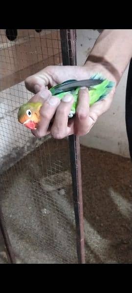 Lovebirds fist clutch pathy age almost 5 months for sale 3