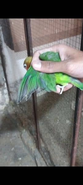 Lovebirds fist clutch pathy age almost 5 months for sale 4