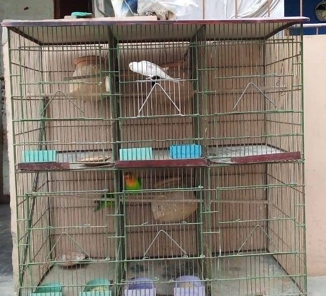 cage and parrot for sale 0