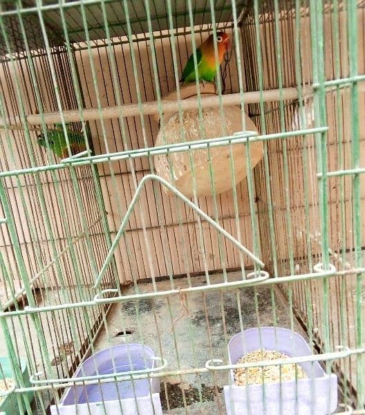 cage and parrot for sale 2