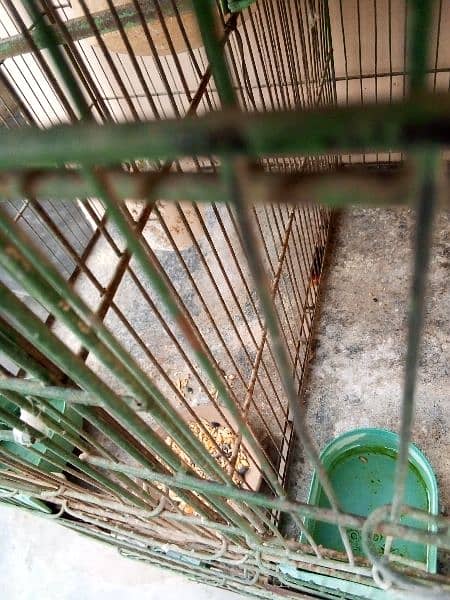 cage and parrot for sale 4