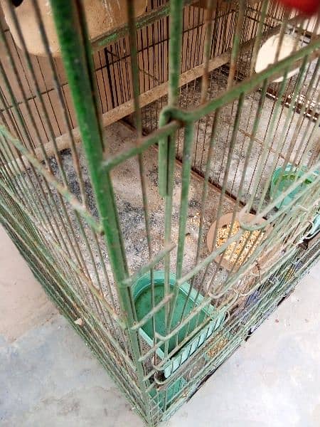 cage and parrot for sale 5